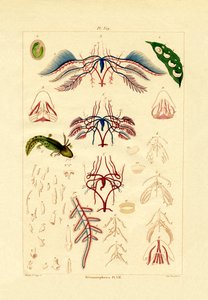 Metamorfosis de French School